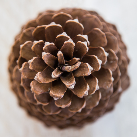 Close up view of the top of a pine cone, looking down inside.の写真素材