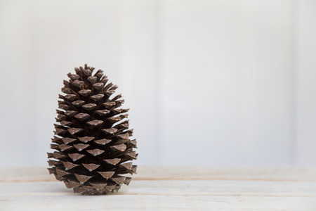 A single pine stood by itself on a wooden bench.の写真素材