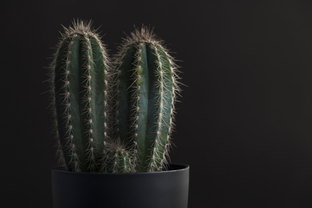 Cactus plant against black background in dark grey potの写真素材