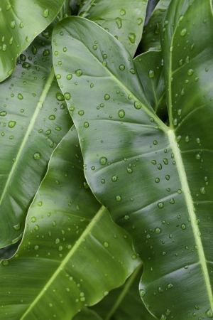 Green leaves with water dropletsの写真素材
