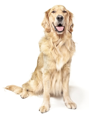 Golden Retriver Photographed On White Backgroundの写真素材