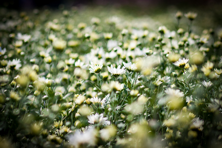 white daisy flowers in close up shotの写真素材
