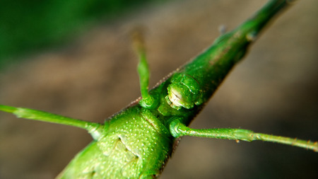 insects