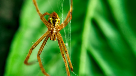 Spider