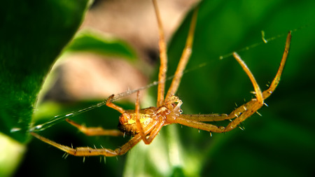 Long legs spider