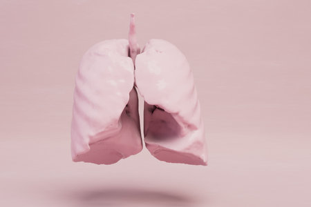 layout of the lungs with a diaphragm on a pastel background. 3D rendering.の写真素材