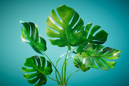 beautiful monstera with large green leaves on a turquoise background. 3D rendering.の写真素材