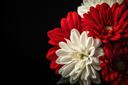 Floral arrangement of red and white blooms against a dramatic black backdrop, emphasizing contrast, elegance, and beauty.の素材