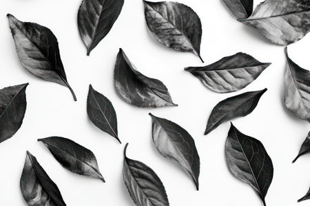 Close-up of dried black tea leaves spread across a clean white surface, perfect for packaging, culinary, or health concepts.の素材