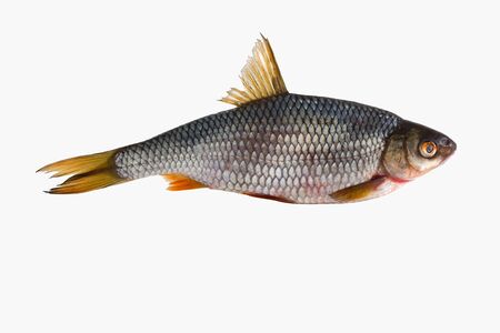 The roach (Rutilus rutilus), also known as the common roach, is a fresh and brackish water fish of...