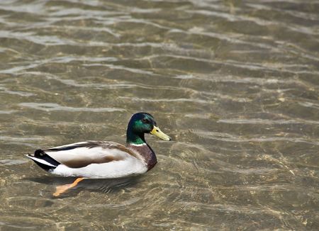 Mallard の写真素材