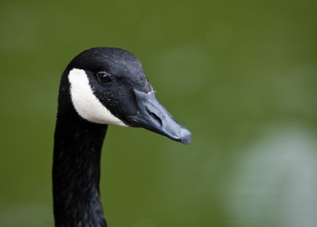 Canada Goose head close up isolated on green. の写真素材