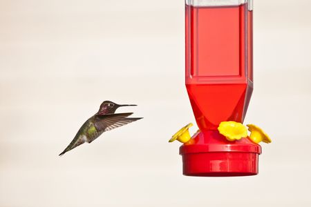 Hummingbird and feeder.  Anna's Hummingbird hovering next to red feeder, isolated against light backgroundの写真素材