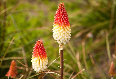 Red Hot Poker or Tritoma (Kniphofia uvaria)  Red Hot Poker is an unusual perennial that is very easy to grow.の写真素材