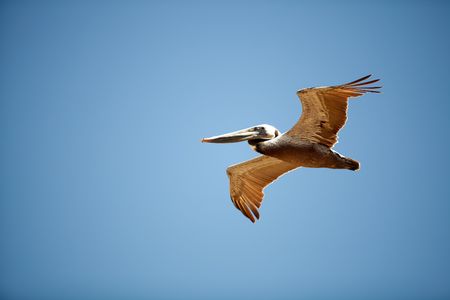Brown Pelican (Pelecanus occidentalis) in flightの写真素材