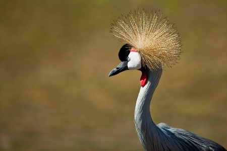 Grey Crowned Crane (Balearica regulorum).  The Grey Crowned Crane (Balearica regulorum) is a bird in the crane family Gruidae.の写真素材