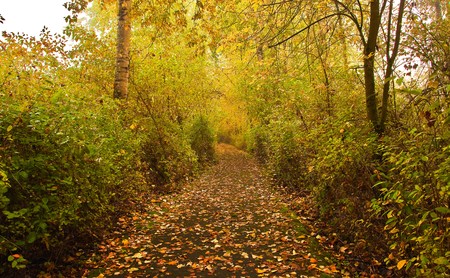 Autumn colors.  Foggy morning in a park.