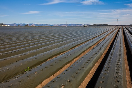 Agricultural field with recently planted lettuceの写真素材