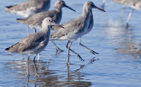 Winter Willet.  The Willet, Tringa semipalmata (formerly in the monotypic genus Catoptrophorus, as Catoptrophorus semipalmatus), is a large shorebird in the sandpiper family.の写真素材