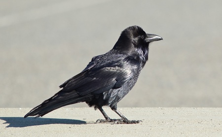 Common Raven (Corvus corax). The Common Raven, also known as the Northern Raven, is a large,...