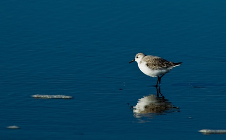 Snowy Plover (Charadrius alexandrinus nivosus) is a small shorebird distinguished from other plovers...
