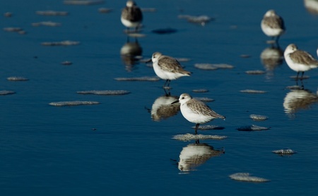 Snowy Plover (Charadrius alexandrinus nivosus) is a small shorebird distinguished from other plovers (family Charadriidae) by its small size, pale brown upper parts, dark patches on either side of the upper breast, and dark gray to blackish legs.の写真素材