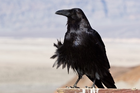 Common Raven (Corvus corax). The Common Raven, also known as the Northern Raven, is a large,...