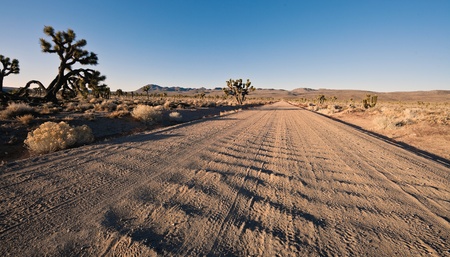 Rough Saline Valley Road to a junction in Lee Flat. Joshua Trees (Yucca brevifolia) on Lee Flat in Death Valley National Park, California.の写真素材