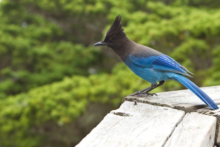 Steller's Jay (Cyanocitta stelleri).  A large, dark jay of evergreen forests in the mountainous West.の写真素材