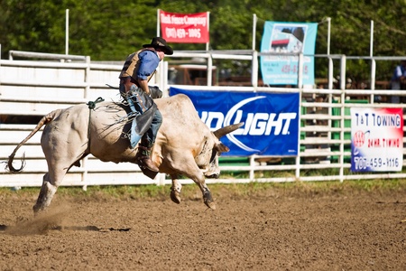 WILLITS, CA - JULY 4: Another rodeo bareback bull rider trying to stay on a twisting bull at the Willits Frontier Days, California's oldest continuous rodeo, held July 4, 2011 in Willits, CA. のeditorial素材