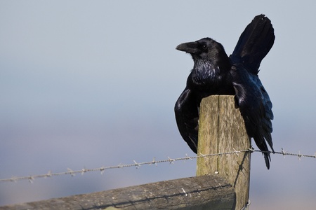 Resting Common Raven (Corvus corax). の写真素材