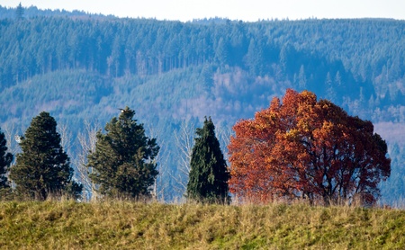 Scenic view of fall foliage landscape