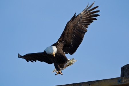 Bald Eagle (Haliaeetus leucocephalus) is a bird of prey found in North America.
