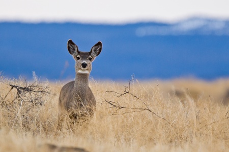 Mule deer (Odocoileus hemionus).  The mule deer is a deer indigenous to western North America, named for its large mule-like ears.の写真素材