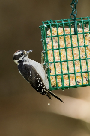 Downy Woodpecker  Picoides pubescens   The Downy Woodpecker is a species of woodpecker, the smallest in North America   の写真素材