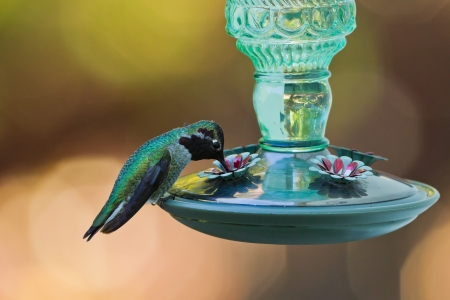 Hummingbird and feeder.  Side view of hummingbird's sitting on a bird feeder.の写真素材