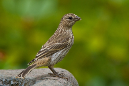 House Finch  Carpodacus mexicanus  is a bird in the finch family Fringillidae   の写真素材