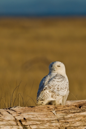 Snowy Owl  Bubo scandiacus    The Snowy Owl is a large owl of the typical owl family Strigidae の写真素材