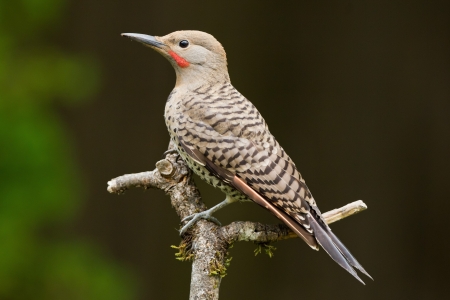 Northern Flicker is a medium-sized member of the woodpecker family.の写真素材