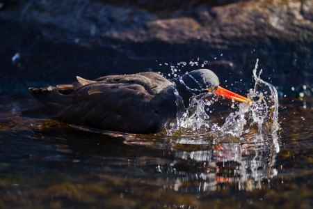 Black Oystercatcher  Haematopus bachmani  splashing at Oregon Coast Aquarium, Newport, Oregon の写真素材