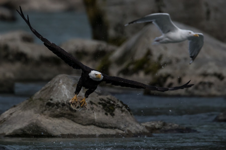 Bald Eagle (Haliaeetus leucocephalus). Bald Eagle is a bird of prey found in North America