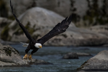 Bald Eagle (Haliaeetus leucocephalus). Bald Eagle is a bird of prey found in North America