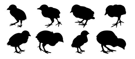 check silhouette design. Black simple chicken illustration in setのイラスト素材