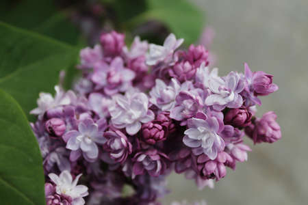 Spring blooming of flowers in the botanical garden.の写真素材