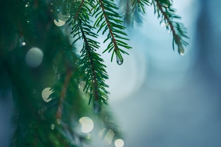 Green pine branch with little drop of waterの写真素材