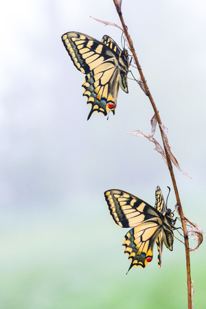 Vertical image of two butterflies on a dry branchの写真素材