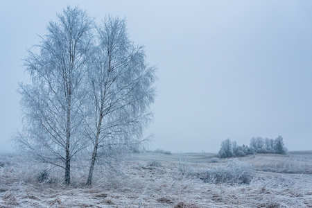 Two birch trees in a white frozen landscapeの写真素材
