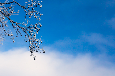 White frozen tree branches at winter, abstract imageの写真素材