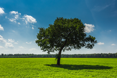 Field,tree and blue skyの写真素材