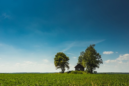 Green plantation with a small house and a blue skyの写真素材